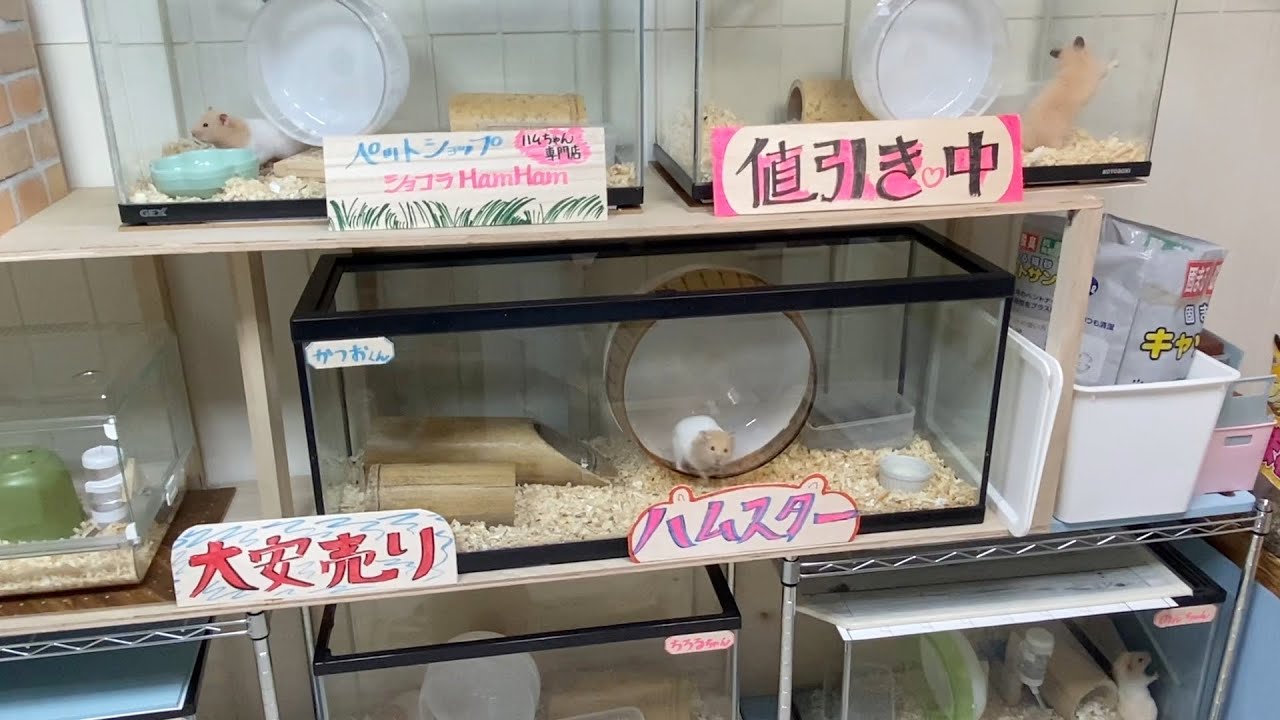 ペットショップで値下げされ売れ残ったハムスターお迎えしました　おもしろ可愛い動物