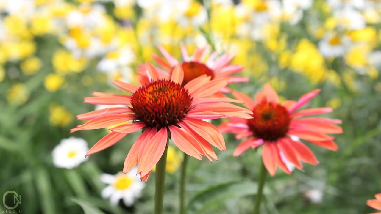 Beautiful Garden Tour | SPRING/SUMMER GARDEN HD