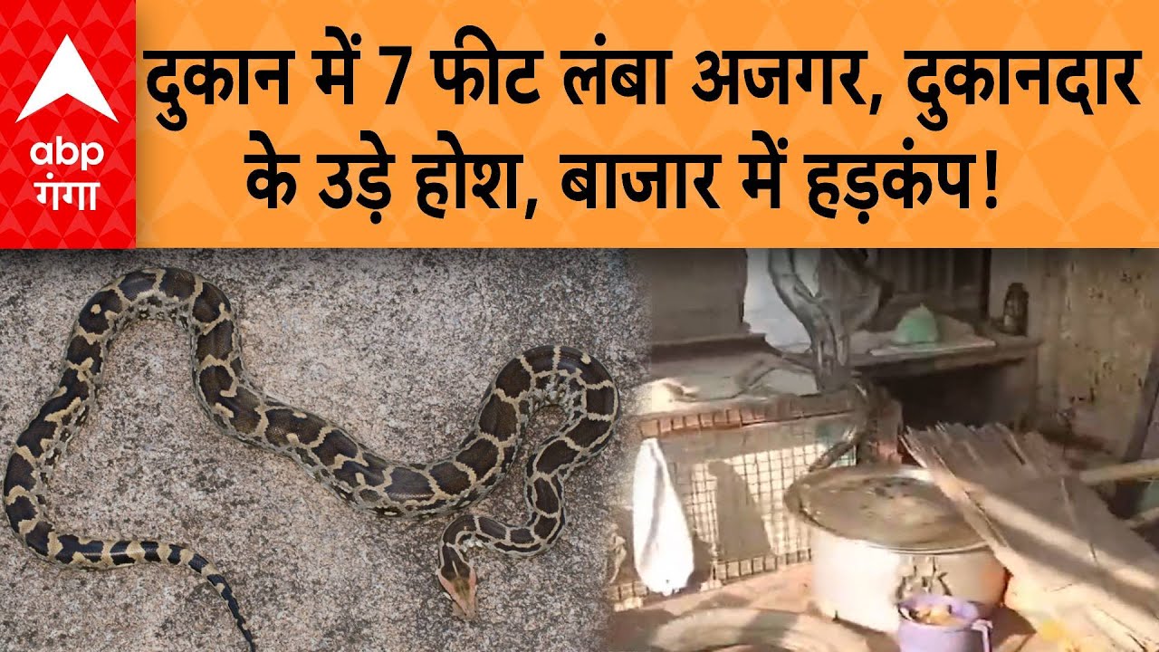 UP News : दुकान के अंदर निकला 7 फीट लंबा विशालकाय अजगर! | Viral News | Python |