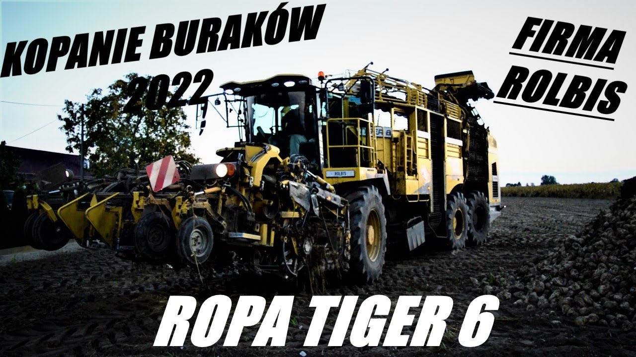 🔥Wykopki Buraków Cukrowych 2022🔥 Firma ROLBIS🔥 ROPA TIGER 6🔥