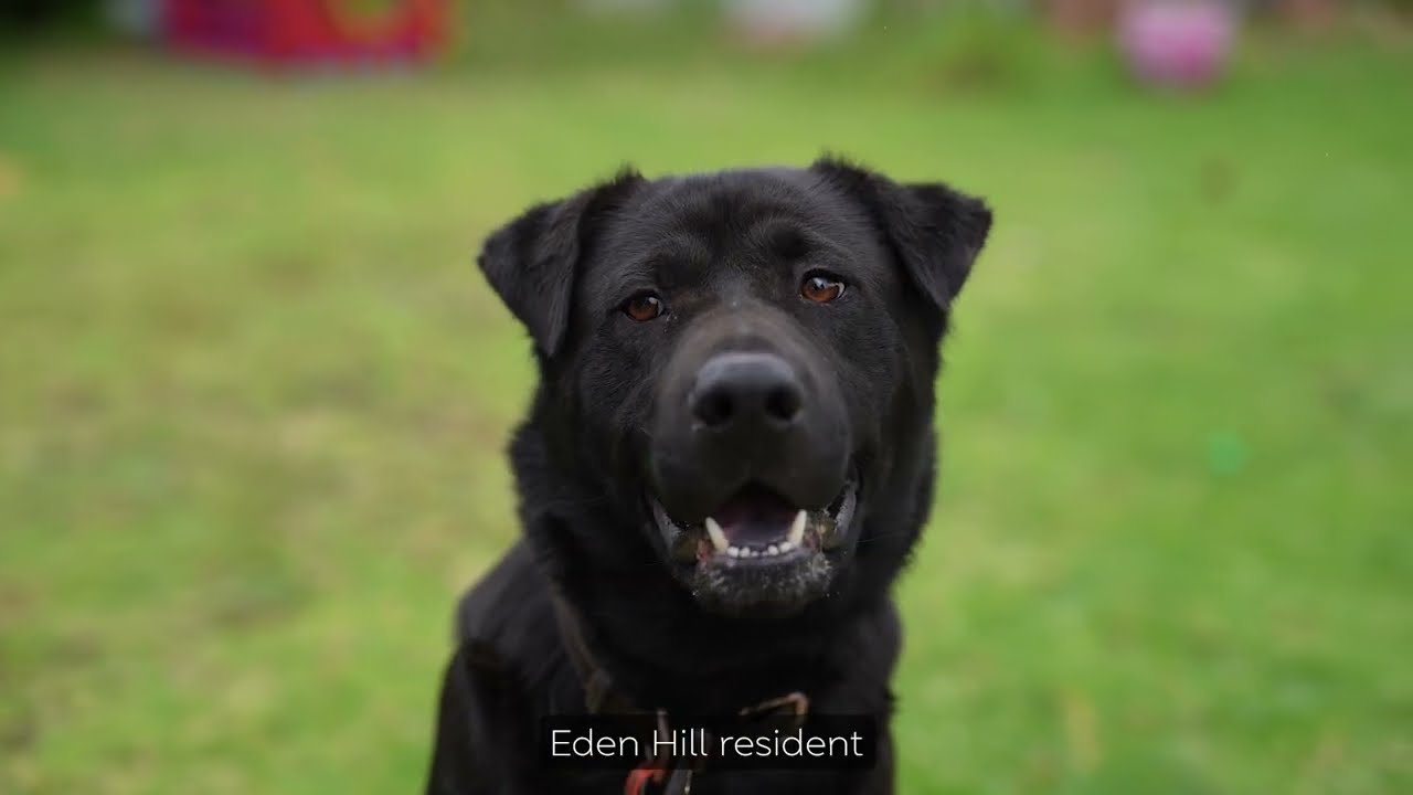Wandering and escaping dogs