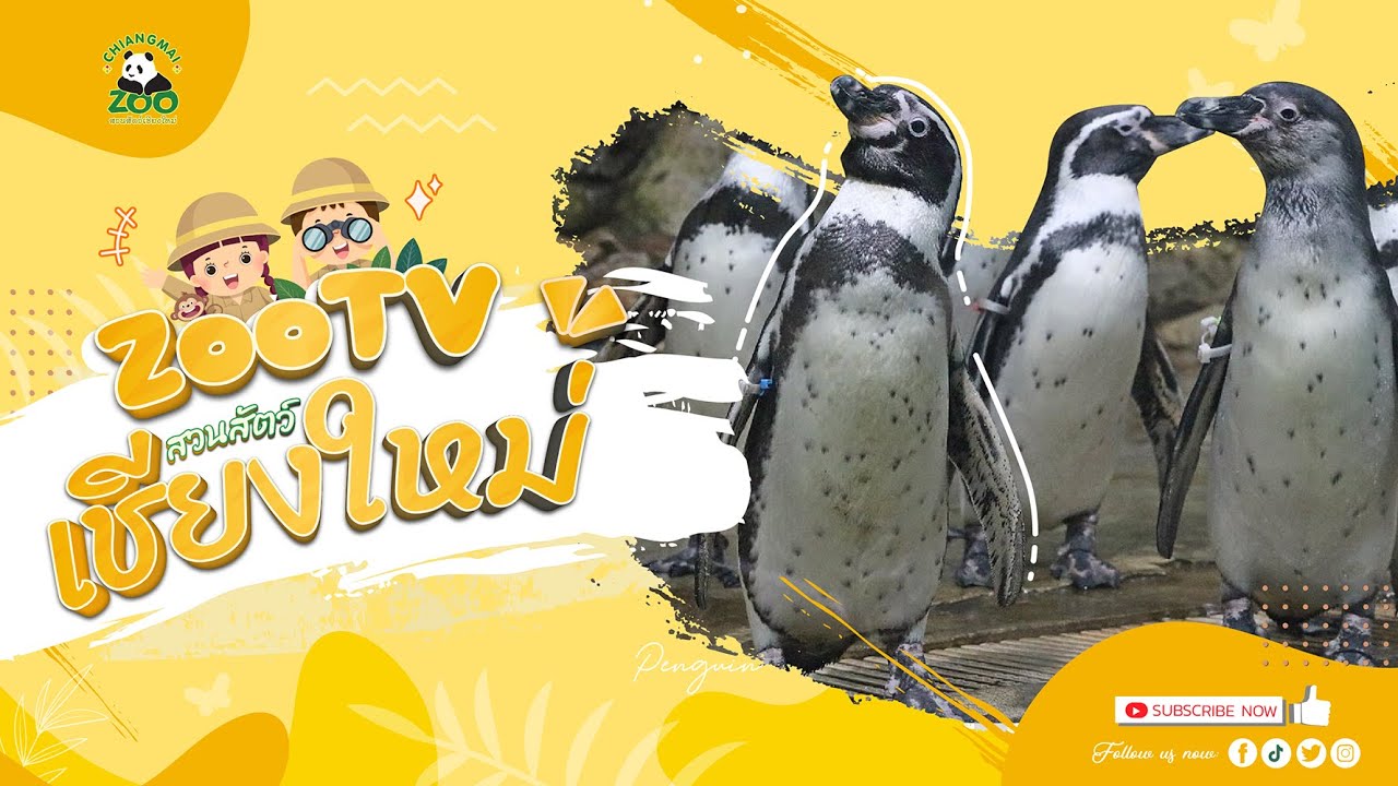 🔴 Live! Penguin | 22-2-2026 , 06:00 | Zoo TV สวนสัตว์เชียงใหม่