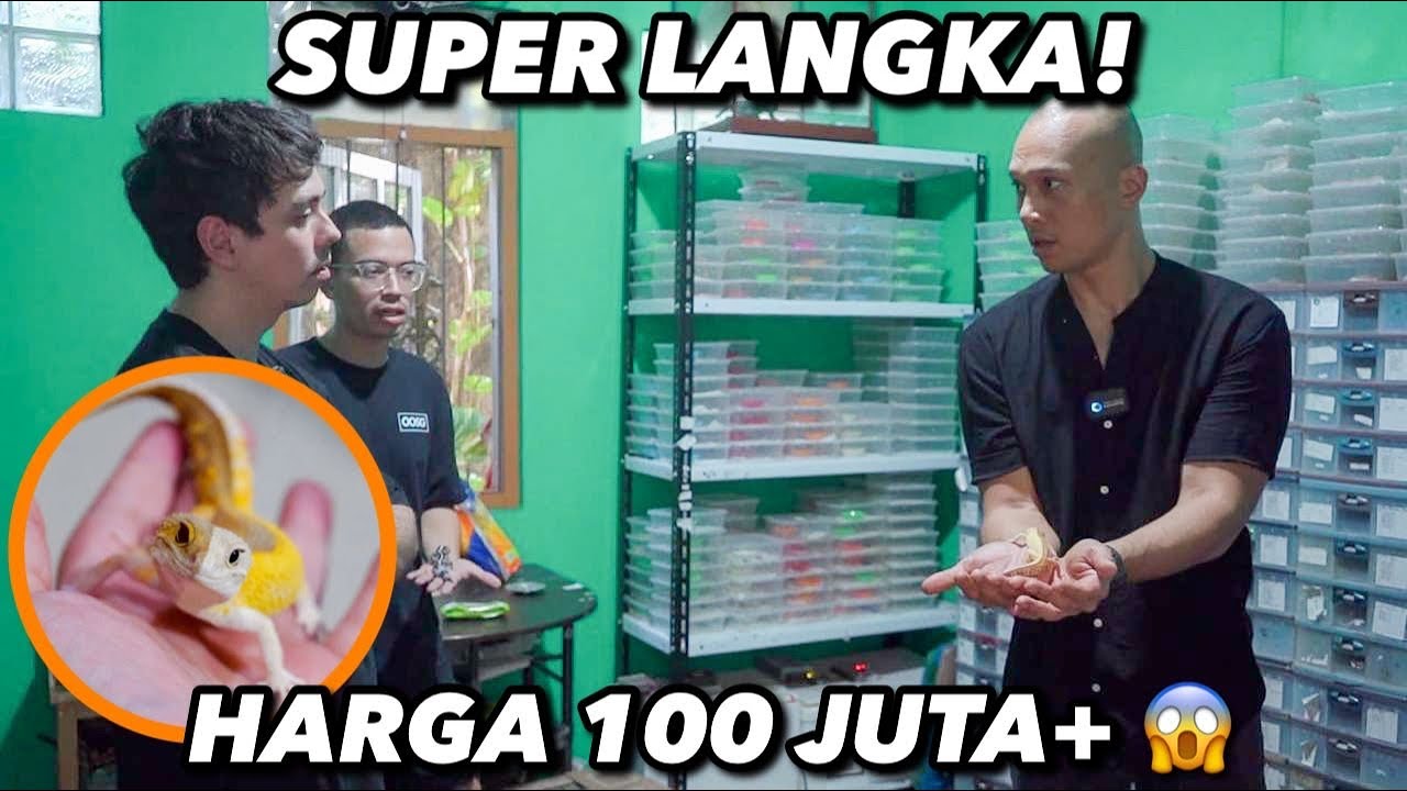 HEWAN SEKECIL INI HARGANYA 100JUTA LEBIH 😱😱