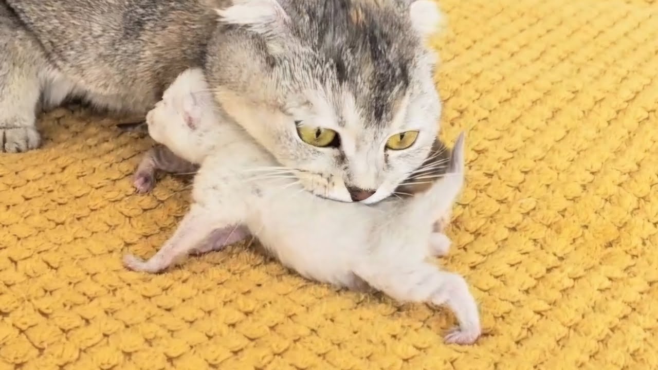 Мама кошка переносит и прячет своих маленьких котят от всех