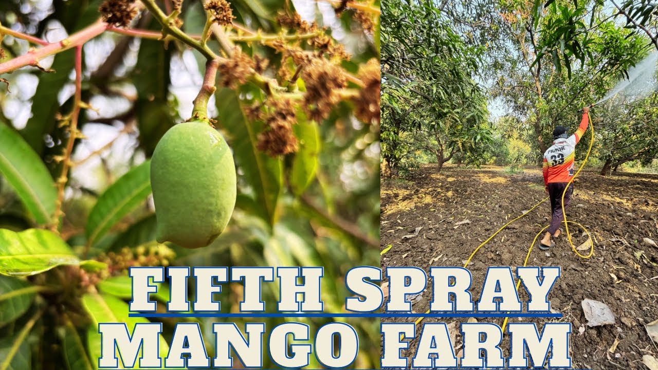 Itna tej spray se sari mango tut jayegi kya🥭🤯ye nahi hona chahiye tha 😩mad hulk power 🚜#farming#vlog