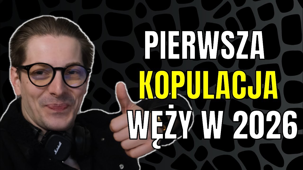 Pierwsza kopulacja węży za nami!