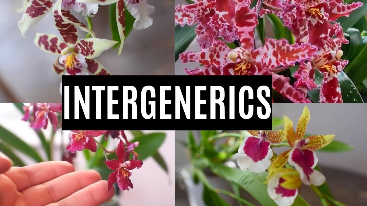 What is an intergeneric orchid? | Easy guide with real examples from my collection