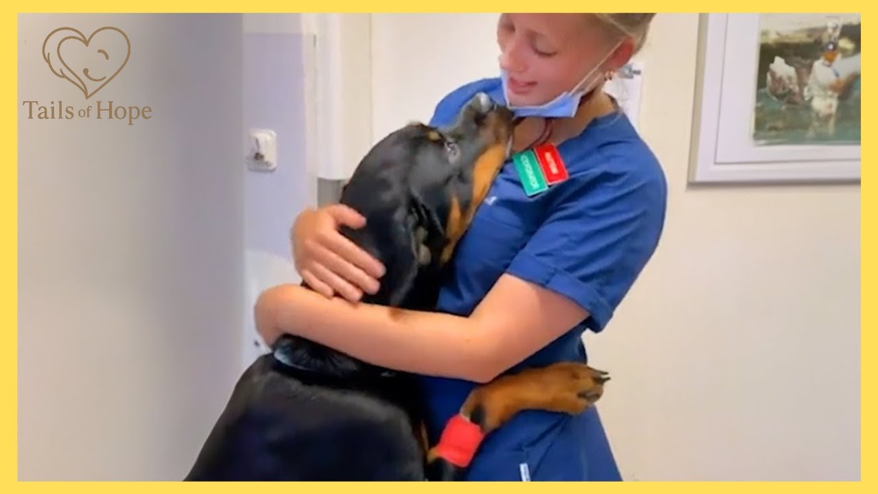🐕💉Animal's Dramatic Reaction at the Vet 😂 Funniest Animal Moments