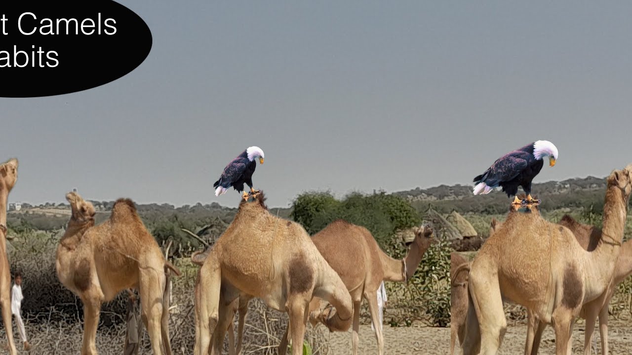 نشاط قطيع الإبل الصحراوي ومعاناة الحياة في صحراء ثار بباكستان