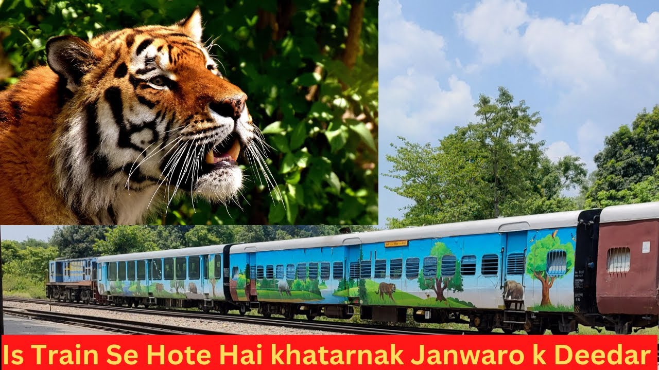 Mailani to Dudhwa TRAIN Journey|Journey through Kishanpur Wildlife Sanctuary & Dudhwa National Park
