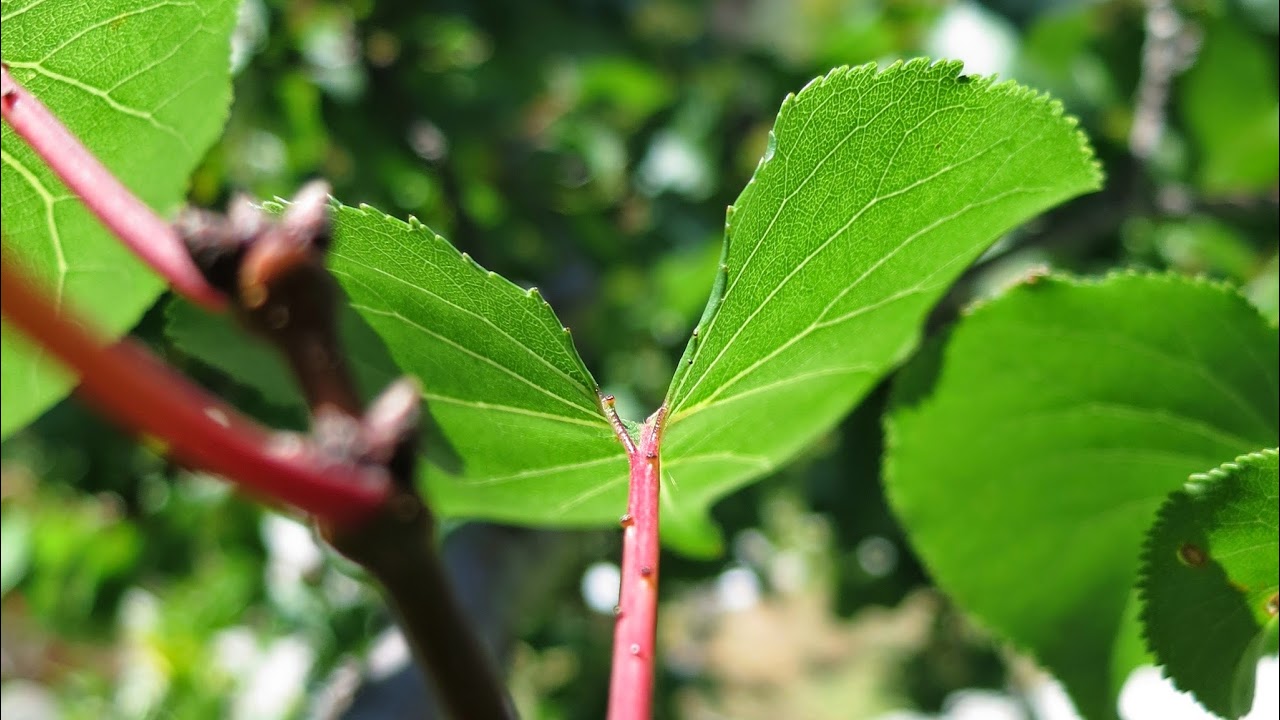 ቀራንዮ ሚዲያ - Qeranyo Media
