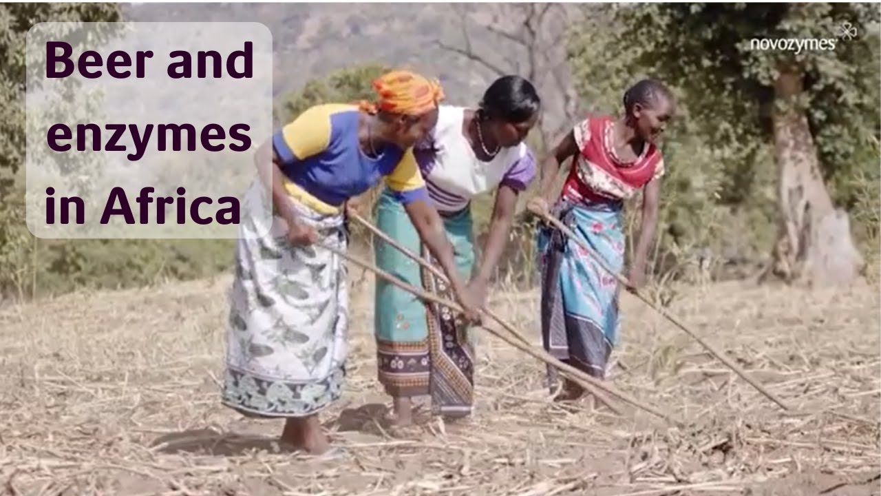 How beer and enzymes are changing the future for farmers in Africa