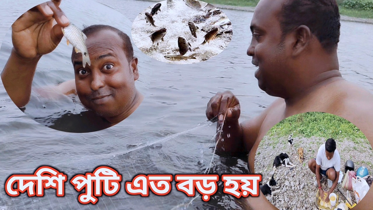 দেশি পুঁটি এত বড় বড় হয় না দেখলে বিশ্বাস হবে না | Ujjwal Fishing video