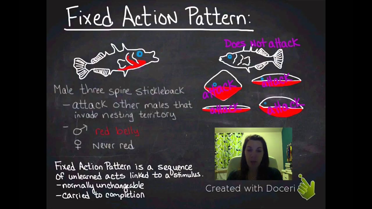 Fixed Action Patterns & Supernormal Stimuli