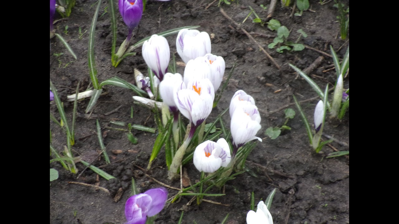Crocus carpet in Southport's Botanical Gardens, February 23, 2026.