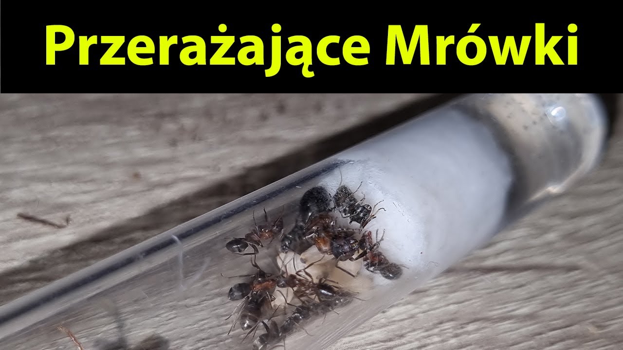 [Mr&oacute;wki] Kupiłem Przerażające Mr&oacute;wki Formica sanguinea