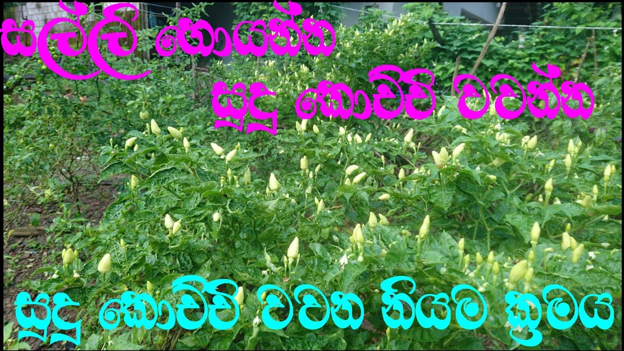 සල්ලි හොයන්න # සුදු කොච්චි වවන්න   kochchi # වගාව #