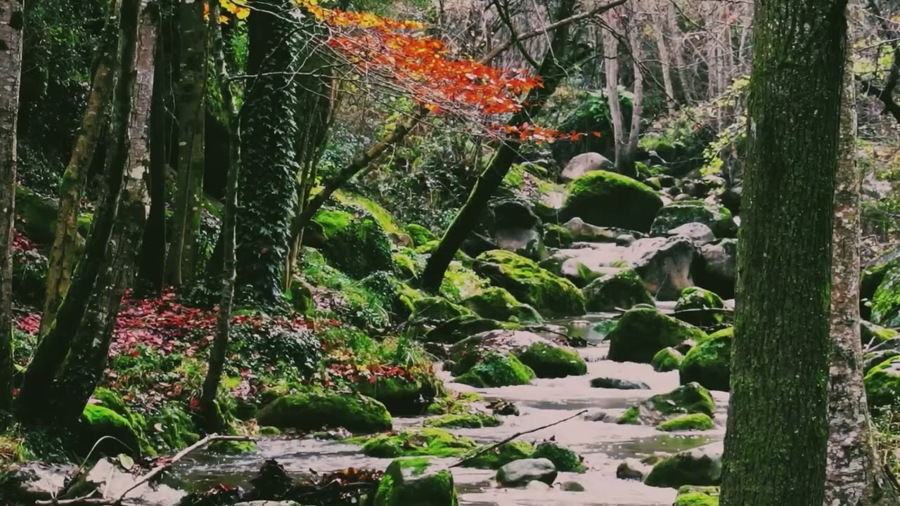 Creek in the deep forest-Nature Sounds help you to relax and sleep