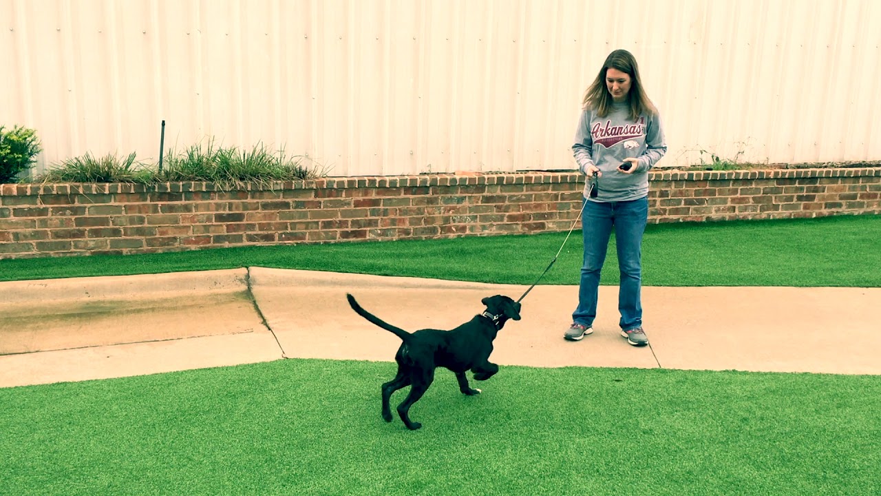Poppy's Basic Training-  All Dogs Unleashed