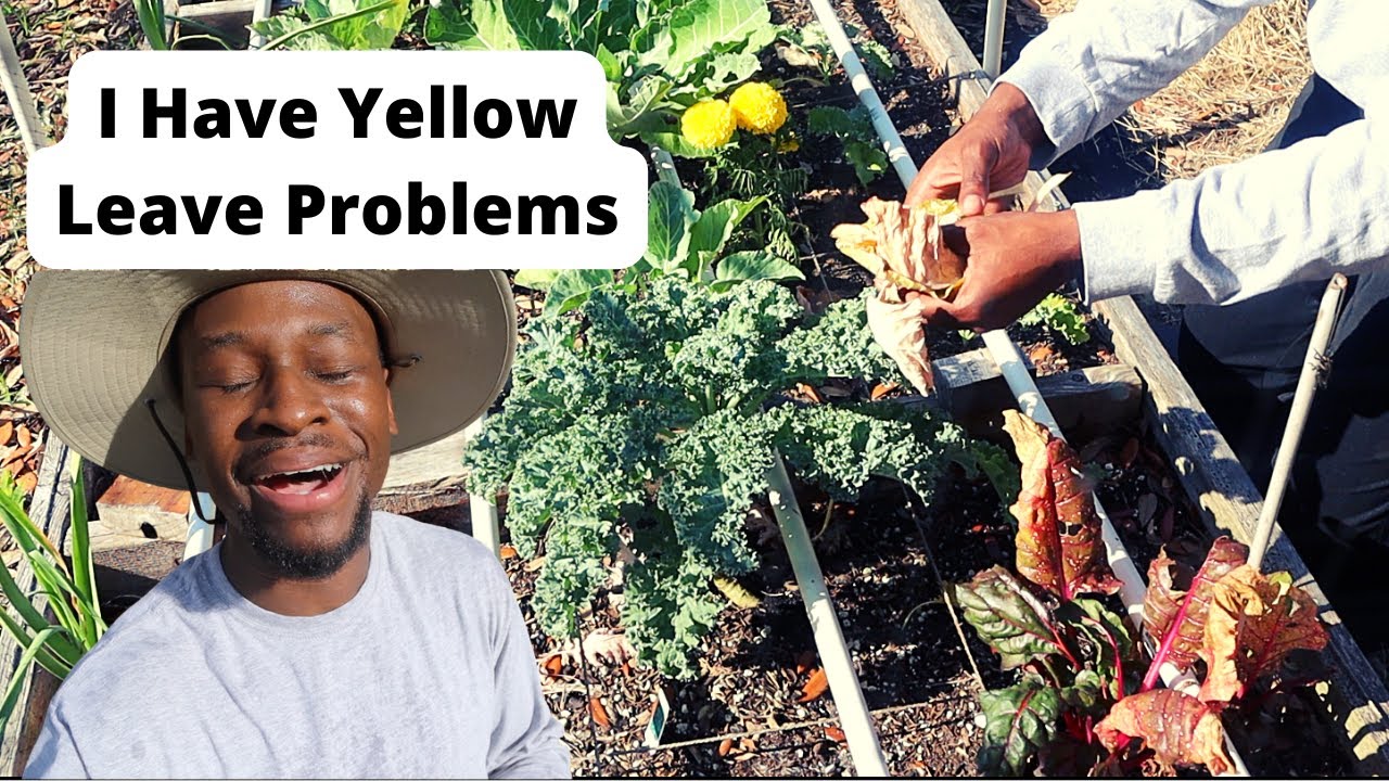 How To Solve Yellow Leaves Problems. Kale Troubles/Problems.