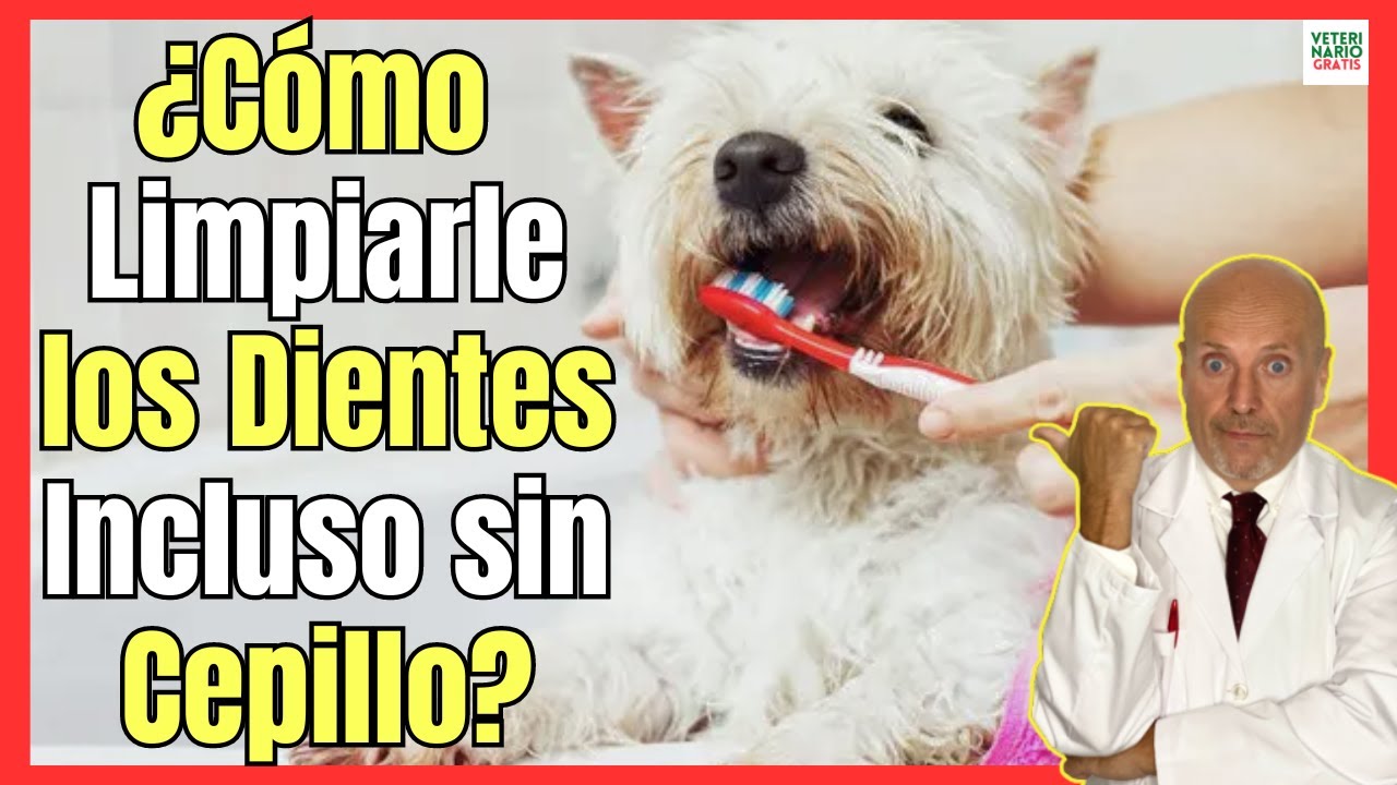 🔴 ¿CÓMO LIMPIAR LOS DIENTES DE MI PERRO INCLUSO SIN CEPILLO? 🔴