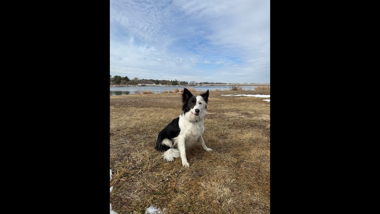 Ollie - 1.5 Year Old Border Collie - Dog Training Omaha Nebraska, Off Leash Reliable Dog Training