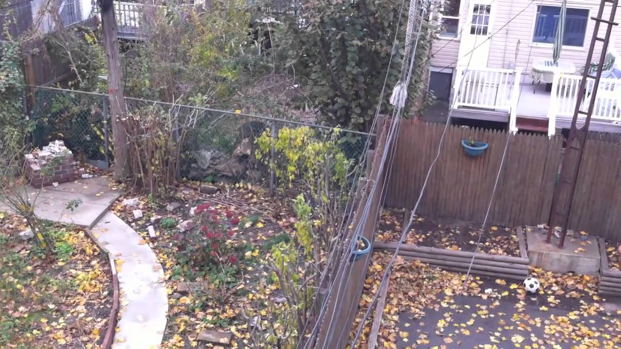 Cat climbs down utility pole HD