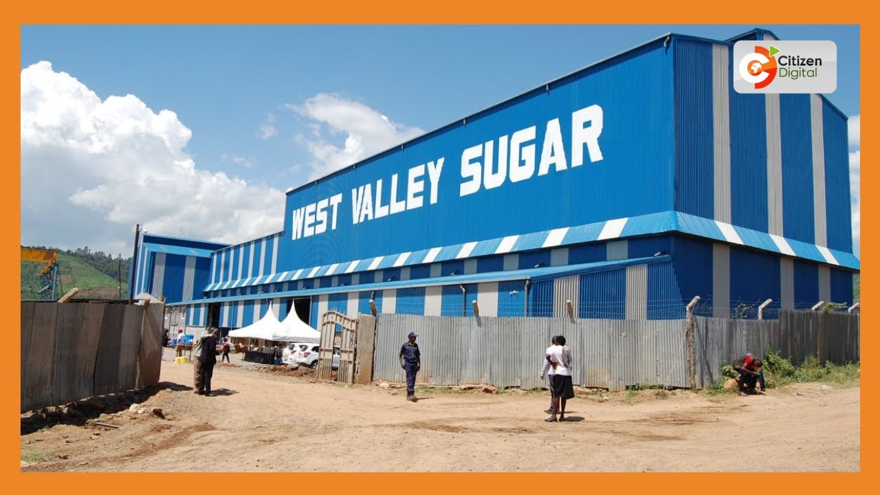 West Valley Sugar Factory begins operations