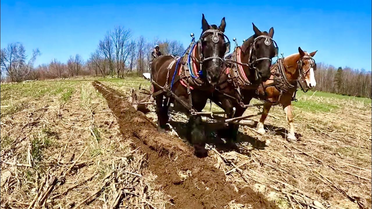 Я НЕ МОГ БОЛЬШЕ ЖДАТЬ! // Первый плуг сезона
