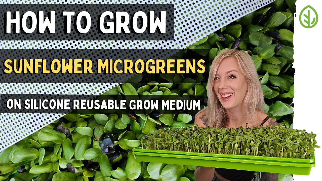 Выращивание микрозелени подсолнечника без почвы: простые шаги