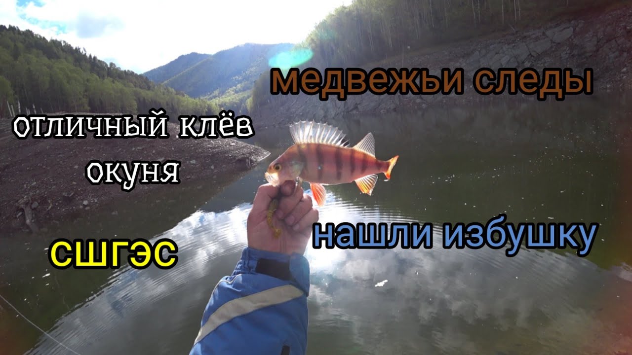 Попали на раздачу весеннего окуня.Нашли избу.Следы медведя возле лагеря #рыбалка #сшгэс #тайга #джиг