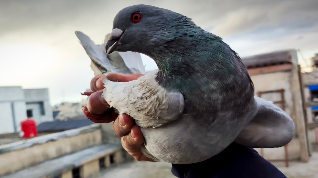 صيد العصر شو نوع هل طير 🙄