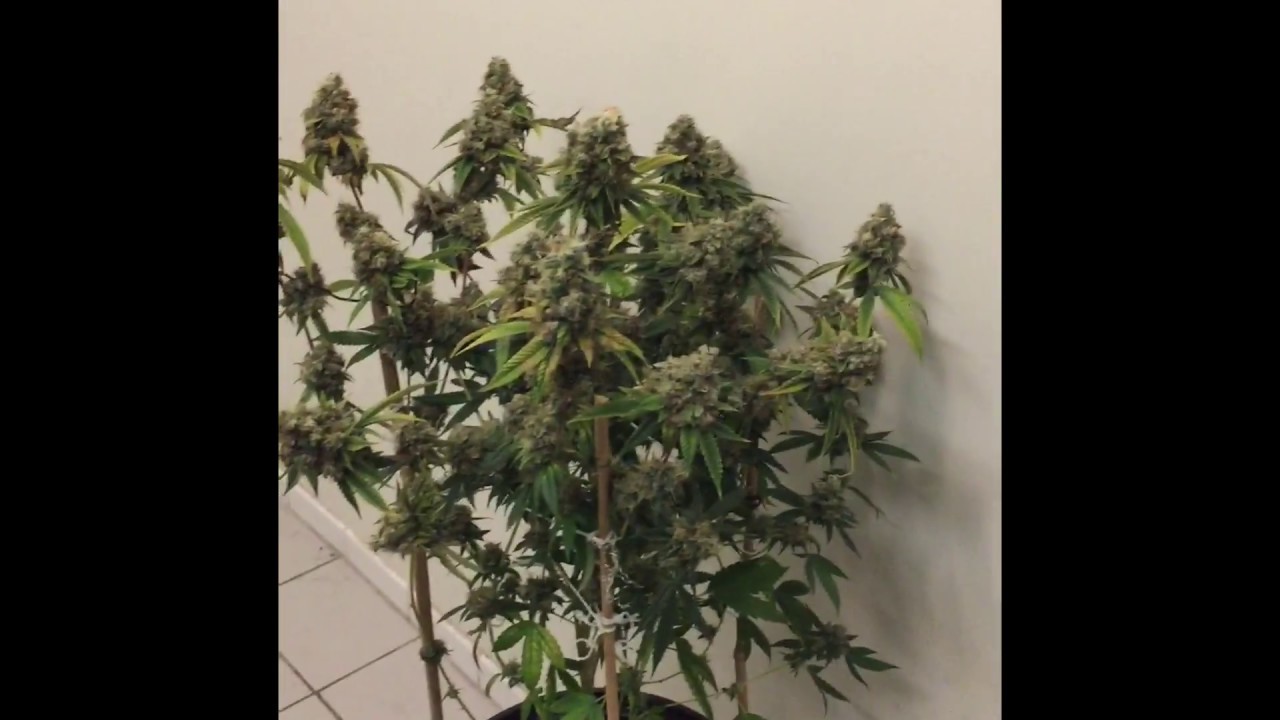 AJs Sour Diesel Grow - Week 10 Flower