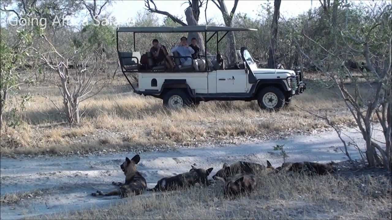 Wild Dogs with Sango Safari Camp in Khwai.wmv
