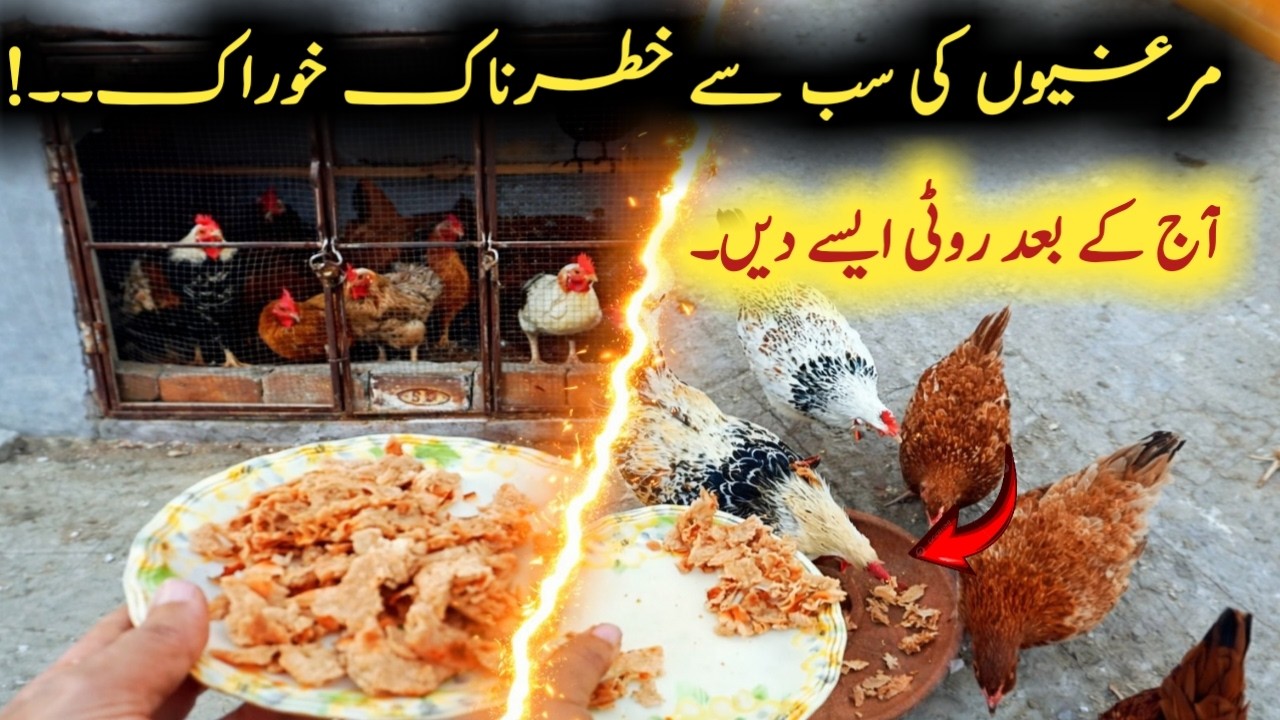 Murghiyon ko Roti dena Benefit ya Loss? Right Method Revealed