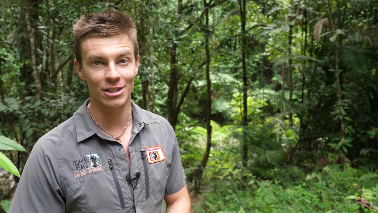 Daintree Rain Forest Tour