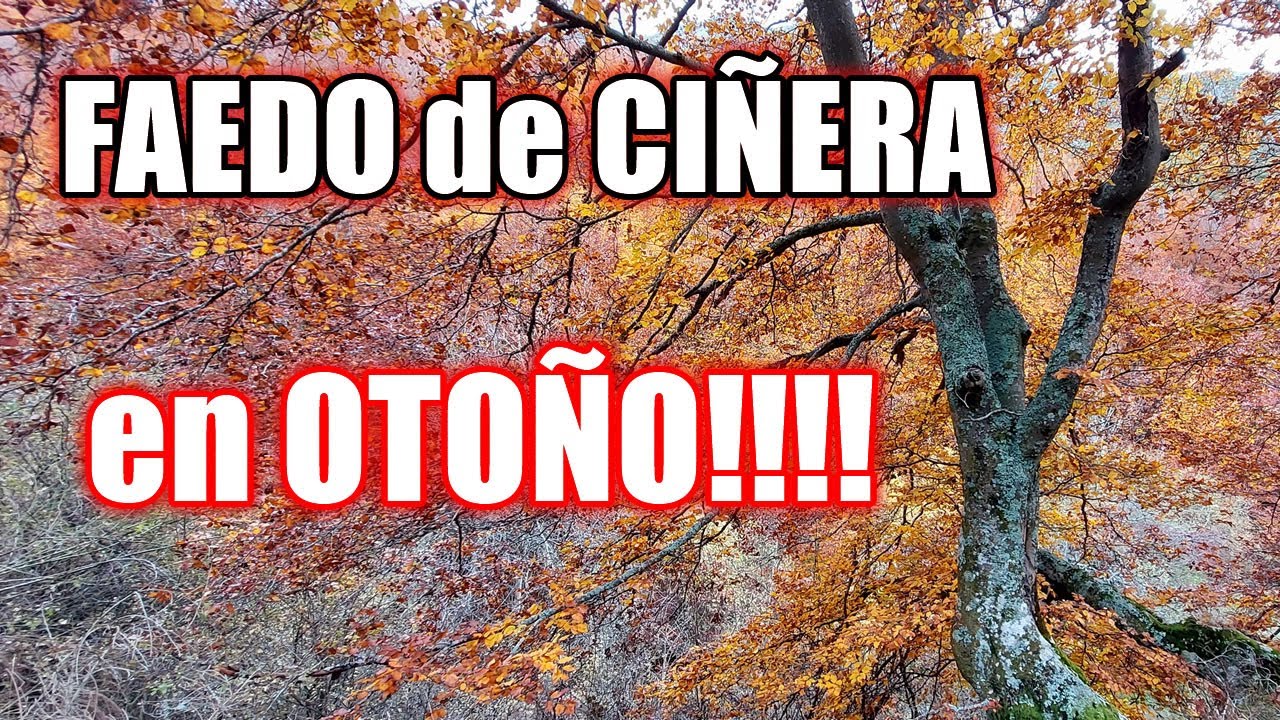 El FAEDO de CIÑERA en OTOÑO!!!