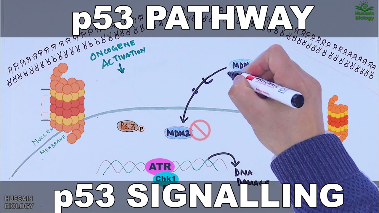 p53 Pathway