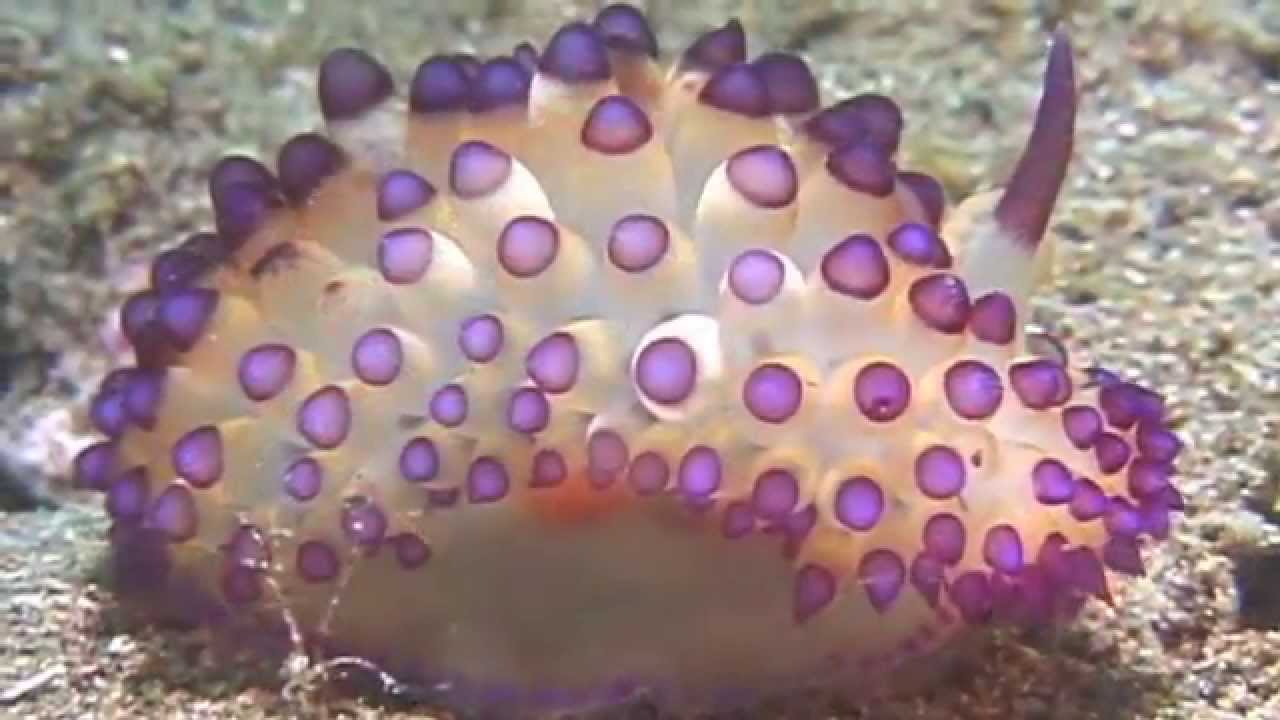 Science Today: Nudibranchs | California Academy of Sciences