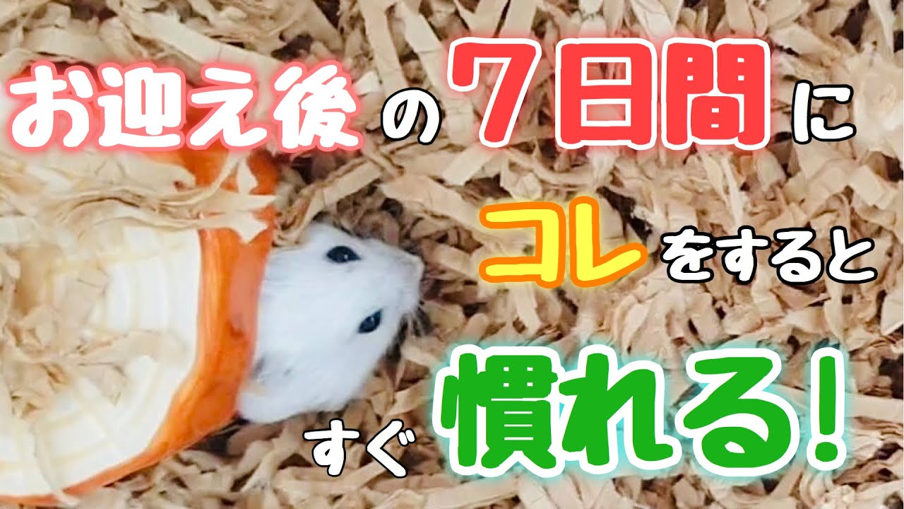 迎えたての🐹が慣れる為にコレをして！　３選