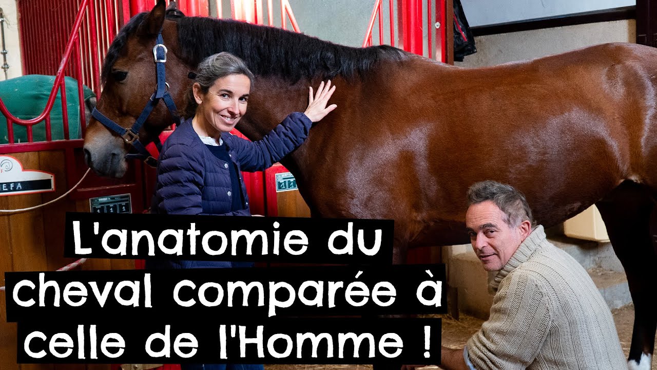 L'anatomie du cheval comparée à celle de l'Homme ! 🐴