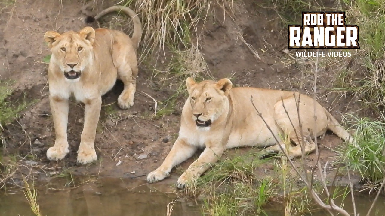 Beautiful Lionesses Take A Stroll - Maasai Mara Safari | Zebra Plains