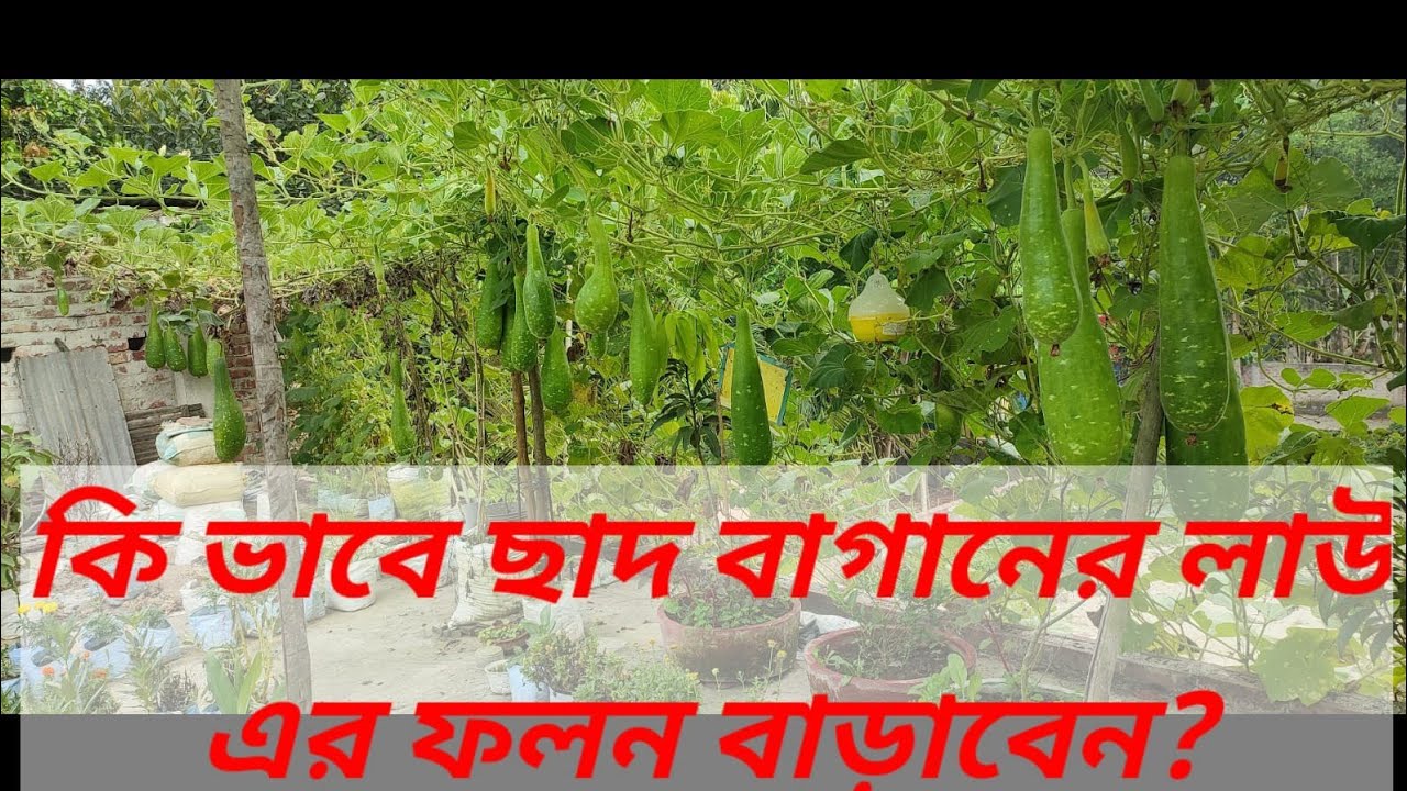 ছাদ বাগানে বস্তায় লাউ চাষ/লাউ এর অধিক ফলন পেতে 2G,3G কাটিং/What is 2G  3G Cutting/Rooftop garden