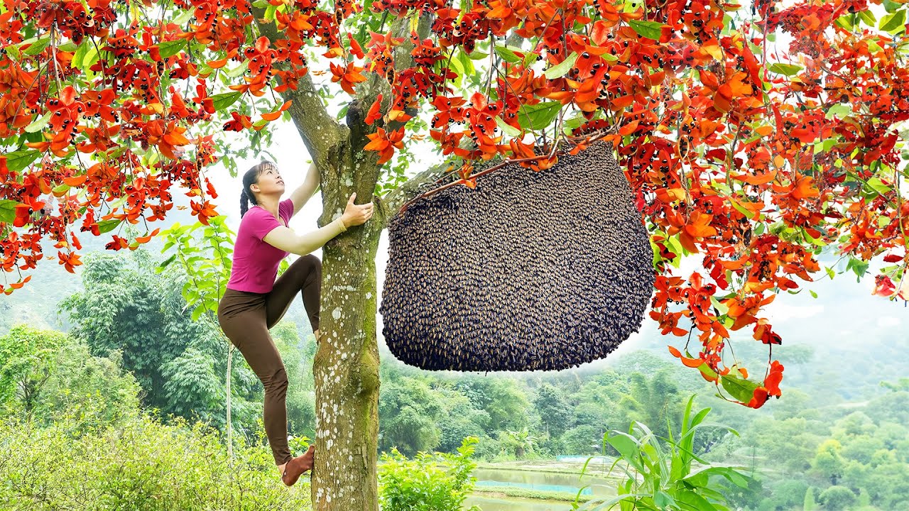 Harvesting Strange Wild Fruit (SANG Fruit) Goes To Market Sell - Take Care Ducks & Chickens