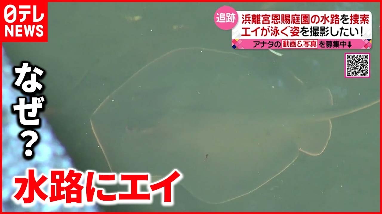 【都心にエイ】東京・中央区に出現&hellip;スタッフが現場へ！ ボラやスズキ、クロダイも　浜離宮恩賜庭園