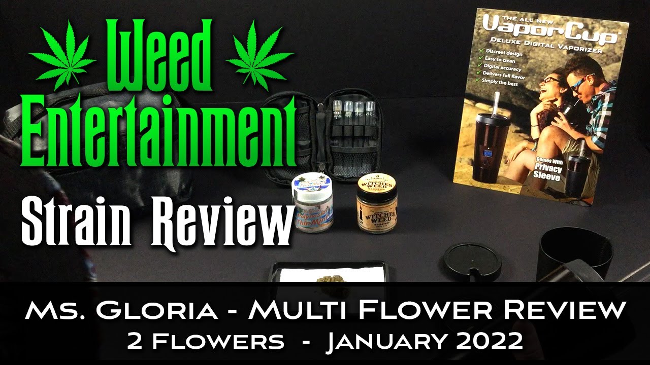 Ms Gloria - Multi Flower Review - 2 Flowers - One Winner - January 2022