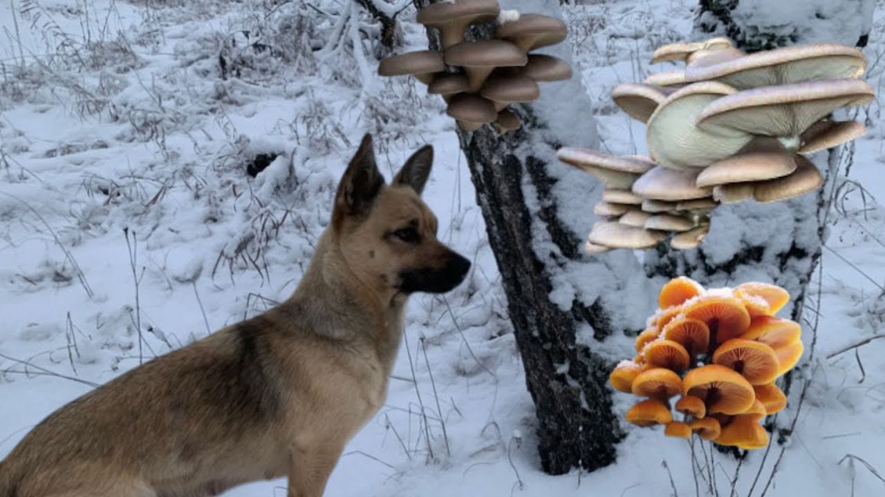Збір грибів у Січні☃️Гриби Гливи та Зимові Опеньки