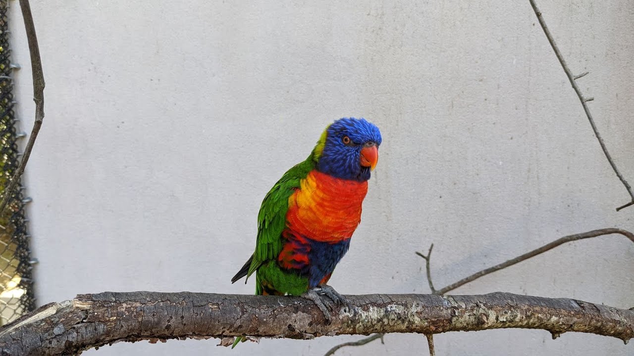 Loris arc-en-ciel au Parc des oiseaux