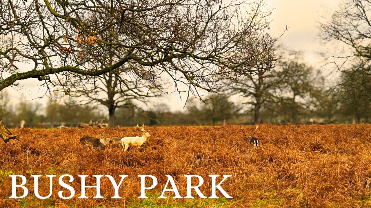 Wild Deer in Bushy Park London 🇬🇧 | December 2025 | 4K