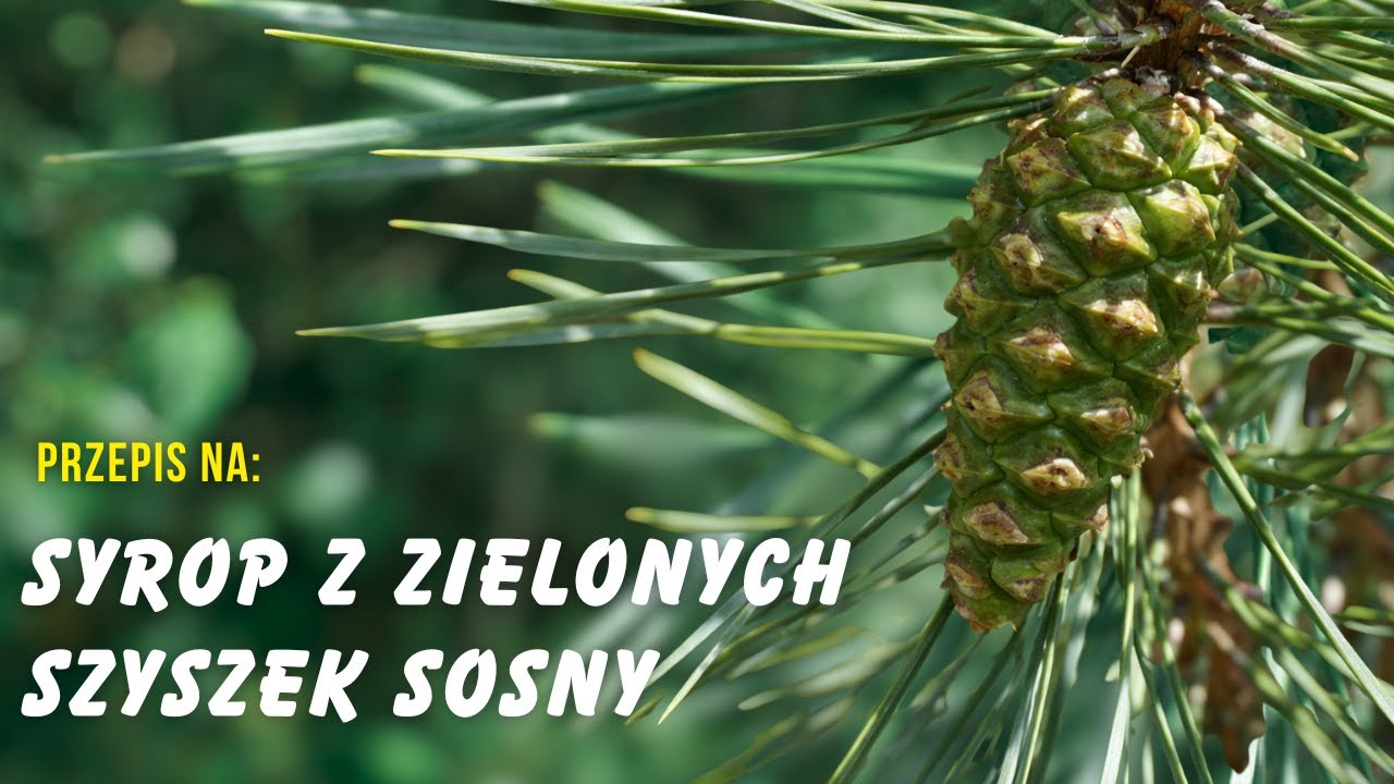 Jak wykonać syrop z szyszek sosny? - BEZ GOTOWANIA